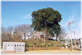 画像：堂山稲荷の樫の木（遠望）