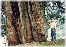 画像：臥雲の三本杉（幹と並ぶ）