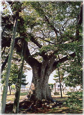 画像：行人塚の大欅