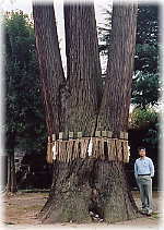 画像：八幡様の三本杉（幹と並ぶ）