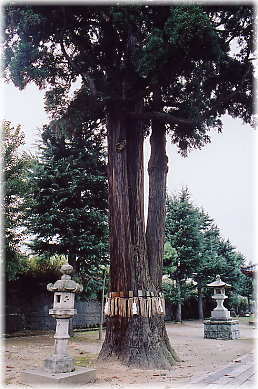 画像：八幡様の三本杉