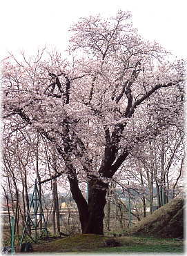 画像：斐太南小学校の桜