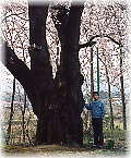 画像：斐太南小学校の桜（幹と並ぶ）