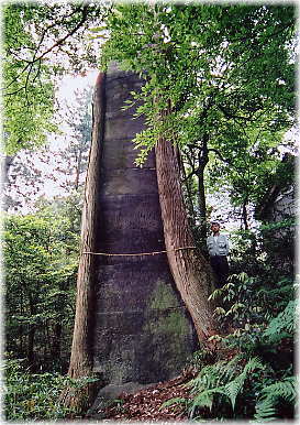 画像：日宮社の大杉（幹と並ぶ）