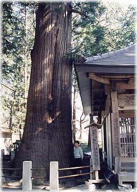 画像：比志神社の大杉（幹と並ぶ）