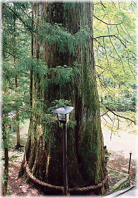画像：細野諏訪社の大杉
