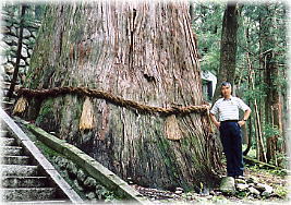 画像：細野諏訪社の大杉（幹と並ぶ）