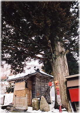 画像：山神社のスギ