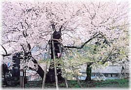 画像：延命地蔵堂の桜