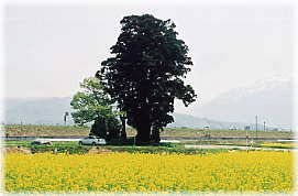 画像：浄源塚の一本杉（遠景）