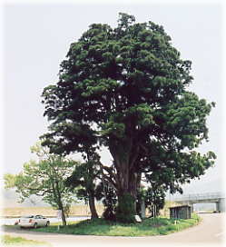 画像：浄源塚の一本杉（全景）