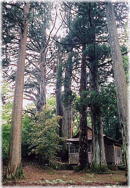 画像：隠尾八幡宮の大杉