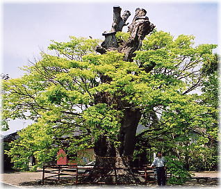 画像：賀茂神社の大ケヤキ（幹と並ぶ）