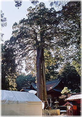 画像：北口本宮富士浅間神社のヒノキ（全景）