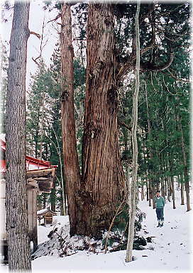 画像：北野神社の大杉（幹と並ぶ）
