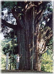 画像：小貫諏訪社の大杉（幹と並ぶ）