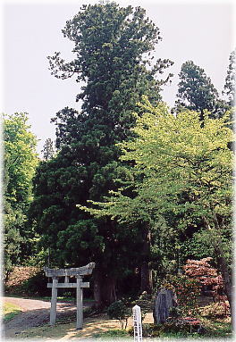 画像：高龍神社の杉