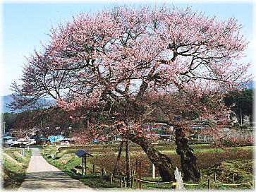 画像：黒部のエドヒガン桜（全景）