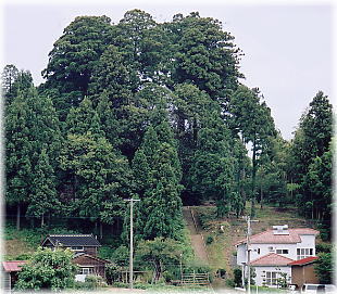 画像：三島神社の大杉（遠景）