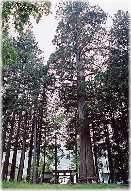 画像：水上神社の大杉（全景）