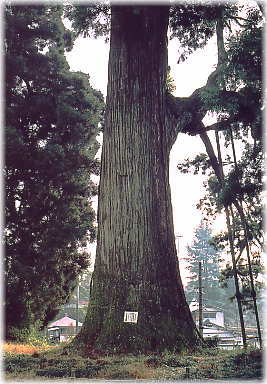 画像：村山浅間神社の大杉