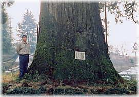 画像：村山浅間神社の大杉（幹と並ぶ）