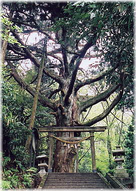 画像：西海老坂神明社の大杉