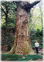 画像：西海老坂神明社の大杉（幹と並ぶ）