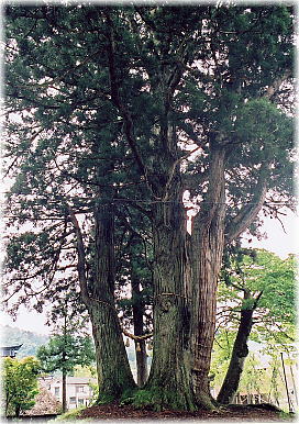 画像：荻ノ島松尾神社の二本杉