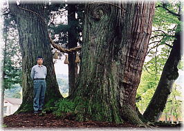 画像：荻ノ島松尾神社の二本杉（幹と並ぶ）
