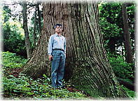 画像：鎮守諏訪社の大杉（幹と並ぶ）