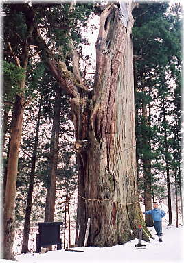 画像：小俣白山神社の大杉（幹と並ぶ）