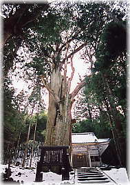 画像：小俣白山神社の大杉（全景）