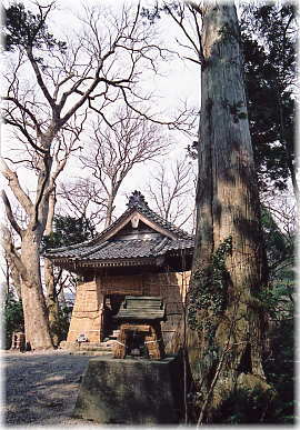 画像：大里神社のスギ