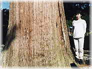 画像：関田八幡宮の御神木（幹と並ぶ）