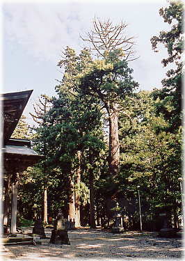画像：関山神社の御神木（全景）