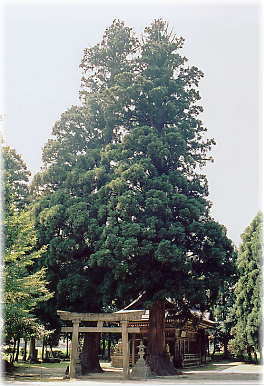 画像：十二神社の二本杉（全景）