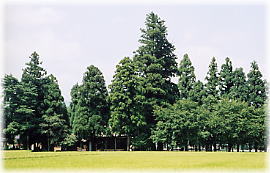 画像：十二神社の二本杉（遠景）