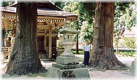 画像：十二神社の二本杉（幹と並ぶ）