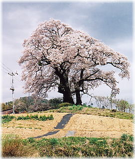画像：塩ノ崎の大桜（全景）
