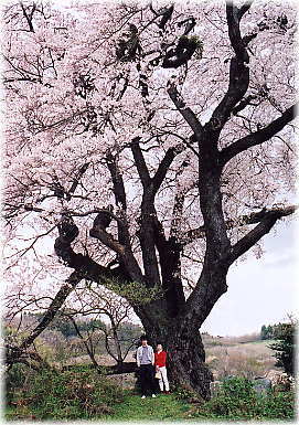 画像：塩ノ崎の大桜（幹と並ぶ）