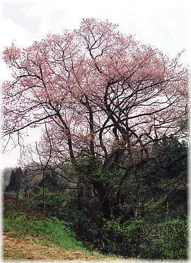 画像：所山田の大桜