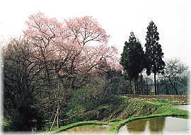 画像：所山田の大桜（全景）
