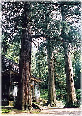 画像：日吉社の大杉（社殿前のスギ）