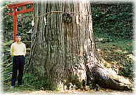 画像：田井諏訪神社の大杉（幹と並ぶ）