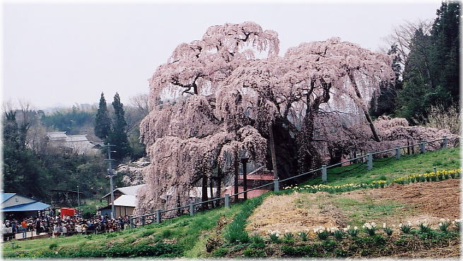 画像：三春滝桜