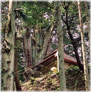 画像：館之内の大杉