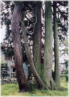 画像：立山杉の古木