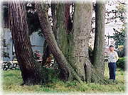 画像：立山杉の古木（幹と並ぶ）