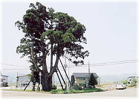 画像：大崎のてんまる杉（全景）
